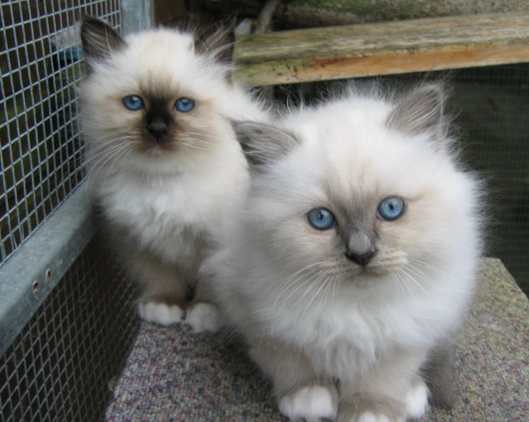 Birman cat breeders Birman cat breeders