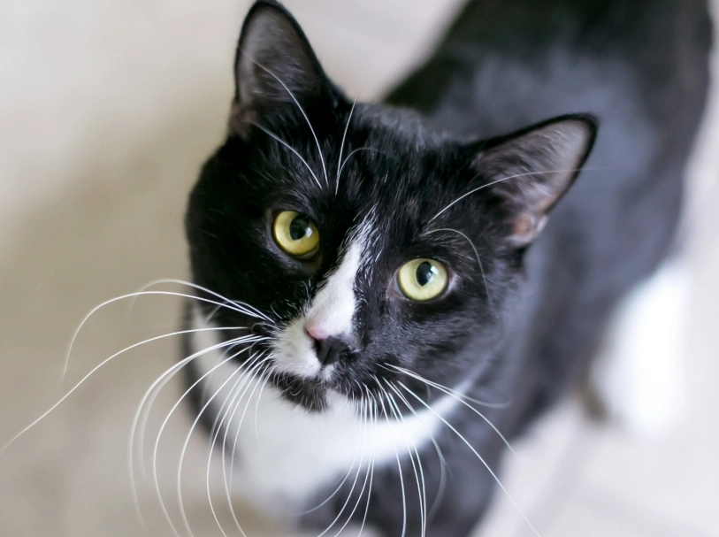 Are tuxedo cats smart