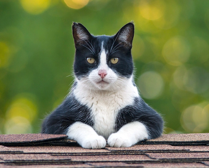 smart cat breeds smart cat breeds