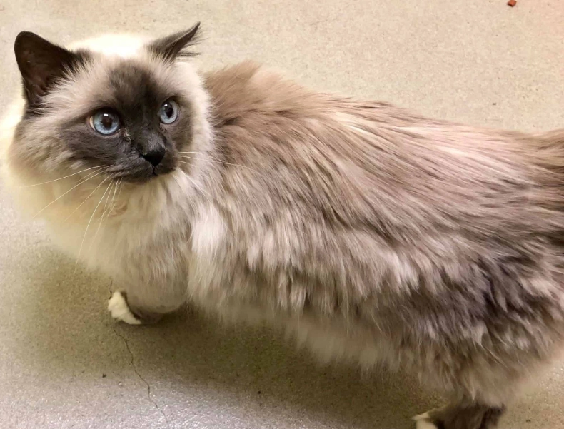 Birman cat adoption