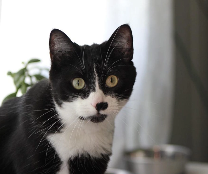tuxedo cat intelligence tuxedo cat intelligence