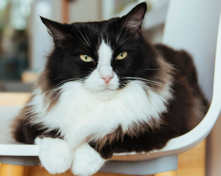 are tuxedo cats smart are tuxedo cats smart