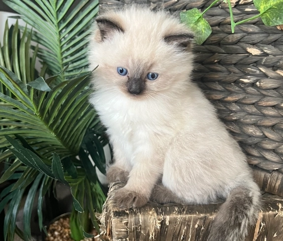 Birman kittens for sale Birman kittens for sale