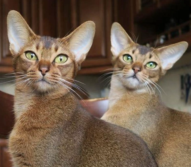 expensive cat breeds