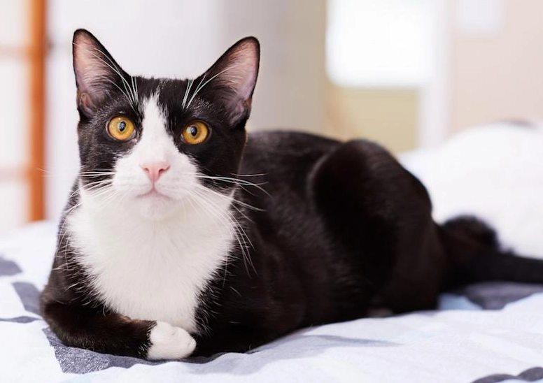 black and white cat coat black and white cat coat