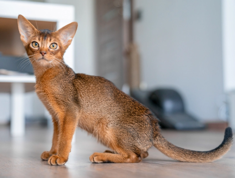 Abyssinian cat cost